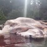 インドネシアに謎の巨大生物が漂着する…衝撃動画あり…