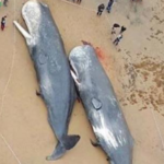 ドイツの海岸に大量のクジラの死骸…胃から出てきたものに全世界が衝撃を受ける…