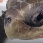 海で保護したウミガメ…鼻から出てきた衝撃的なモノに絶句…