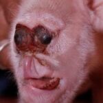 これまでに発見された世界の奇形生物10選…世界には想像もできないような生物が存在していた…
