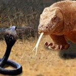 コモドオオトカゲVSキングコブラ…壮絶な戦いの貴重映像が話題に…