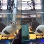 生きたままUFOキャッチャーに入れられた猫3匹…中国で動物へのトンデモ行為が横行…