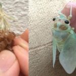 手の中で羽化し始めたセミの姿…これぞ生命の神秘だと話題に…