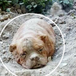 散歩の途中で急に砂山を掘り出した愛犬…そこには生き埋めにされた一匹の犬が…