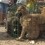 中国で行われる犬食祭…世界的批判を受けながら今年も開催…