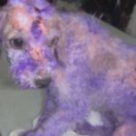 全身に紫色のスプレーをかけられた犬…間違った情報が最悪な結果に・・・
