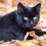 黒猫は縁起が悪いは迷信？迷信が生まれた理由を知ると黒猫が好きになる…
