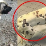 虫刺され痕かと思われた飼い犬の体の傷…本当の理由に言葉を失う…