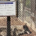 東山動物園の飼育員が描いたオオカミのイラスト…これは和むwと話題に…